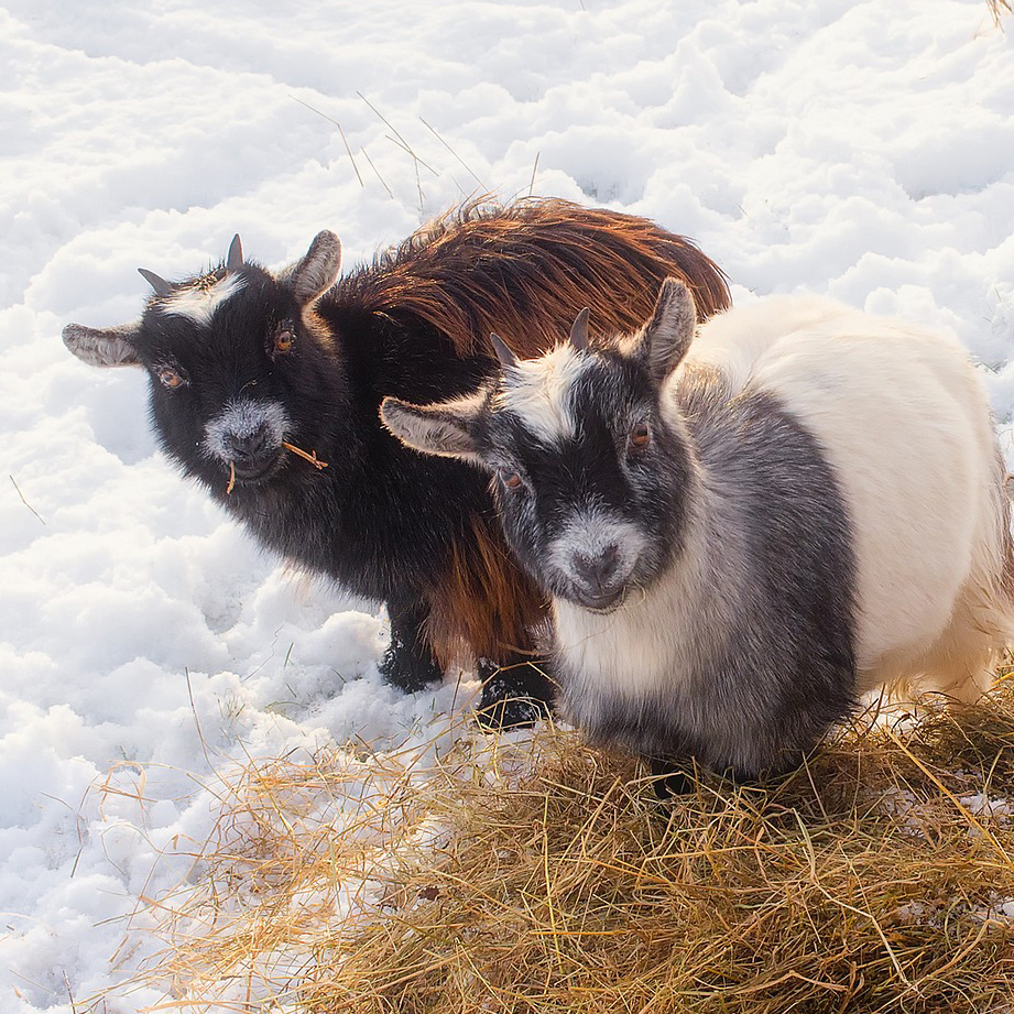 goats-1946015_square